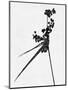 Minimalist Black Wild Flower III-Eline Isaksen-Mounted Art Print