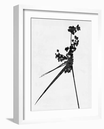 Minimalist Black Wild Flower III-Eline Isaksen-Framed Art Print