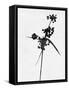 Minimalist Black Wild Flower IV-Eline Isaksen-Framed Stretched Canvas