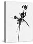 Minimalist Black Wild Flower IV-Eline Isaksen-Stretched Canvas