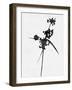 Minimalist Black Wild Flower IV-Eline Isaksen-Framed Art Print