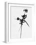 Minimalist Black Wild Flower IV-Eline Isaksen-Framed Art Print