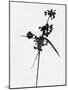 Minimalist Black Wild Flower IV-Eline Isaksen-Mounted Art Print