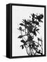 Minimalist Black Wild Flower V-Eline Isaksen-Framed Stretched Canvas