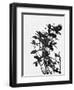 Minimalist Black Wild Flower V-Eline Isaksen-Framed Art Print