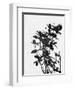 Minimalist Black Wild Flower V-Eline Isaksen-Framed Art Print