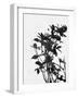 Minimalist Black Wild Flower V-Eline Isaksen-Framed Art Print