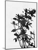 Minimalist Black Wild Flower V-Eline Isaksen-Mounted Art Print
