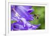 Mining bee flying to Giant harebell, Gwent Wildlife Trust Reserve, Monmouthshire Wales-Phil Savoie-Framed Photographic Print