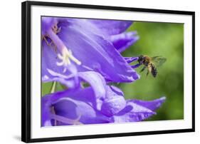 Mining bee flying to Giant harebell, Gwent Wildlife Trust Reserve, Monmouthshire Wales-Phil Savoie-Framed Photographic Print