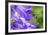 Mining bee flying to Giant harebell, Gwent Wildlife Trust Reserve, Monmouthshire Wales-Phil Savoie-Framed Photographic Print