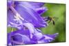 Mining bee flying to Giant harebell, Gwent Wildlife Trust Reserve, Monmouthshire Wales-Phil Savoie-Mounted Photographic Print