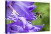 Mining bee flying to Giant harebell, Gwent Wildlife Trust Reserve, Monmouthshire Wales-Phil Savoie-Stretched Canvas