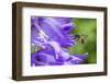 Mining bee flying to Giant harebell, Gwent Wildlife Trust Reserve, Monmouthshire Wales-Phil Savoie-Framed Photographic Print