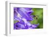 Mining bee flying to Giant harebell, Gwent Wildlife Trust Reserve, Monmouthshire Wales-Phil Savoie-Framed Photographic Print