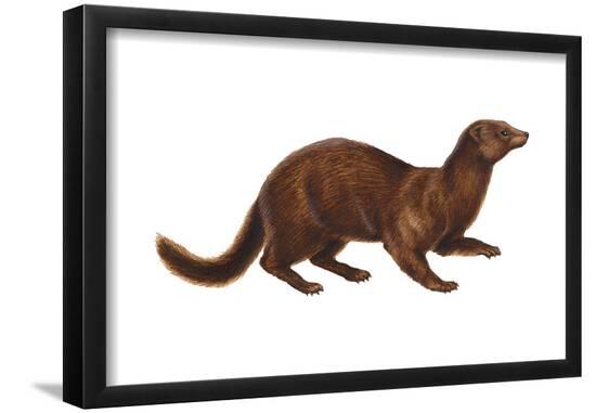 Mink (Mustela Vison), Mammals-Encyclopaedia Britannica-Framed Poster