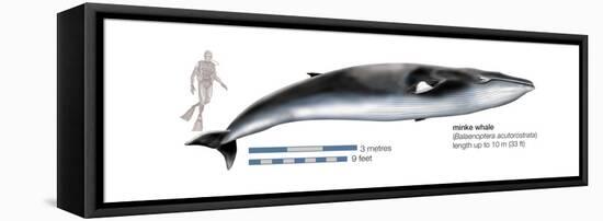 Minke Whale (Balaenoptera Acutorostrata), Mammals-Encyclopaedia Britannica-Framed Stretched Canvas