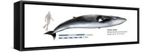 Minke Whale (Balaenoptera Acutorostrata), Mammals-Encyclopaedia Britannica-Framed Stretched Canvas