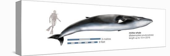 Minke Whale (Balaenoptera Acutorostrata), Mammals-Encyclopaedia Britannica-Stretched Canvas