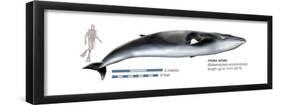 Minke Whale (Balaenoptera Acutorostrata), Mammals-Encyclopaedia Britannica-Framed Poster