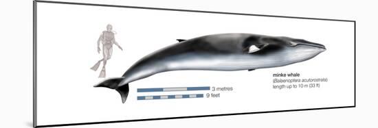 Minke Whale (Balaenoptera Acutorostrata), Mammals-Encyclopaedia Britannica-Mounted Poster