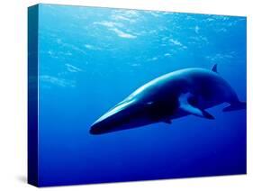 Minke Whale-Joanne Weston-Stretched Canvas