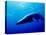 Minke Whale-Joanne Weston-Stretched Canvas