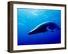Minke Whale-Joanne Weston-Framed Photographic Print