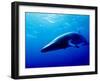 Minke Whale-Joanne Weston-Framed Photographic Print