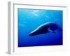 Minke Whale-Joanne Weston-Framed Photographic Print