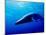 Minke Whale-Joanne Weston-Mounted Photographic Print