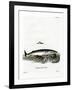 Minke Whale-null-Framed Giclee Print