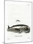 Minke Whale-null-Mounted Giclee Print