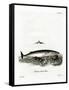 Minke Whale-null-Framed Stretched Canvas