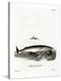 Minke Whale-null-Stretched Canvas