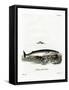 Minke Whale-null-Framed Stretched Canvas