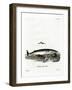 Minke Whale-null-Framed Giclee Print