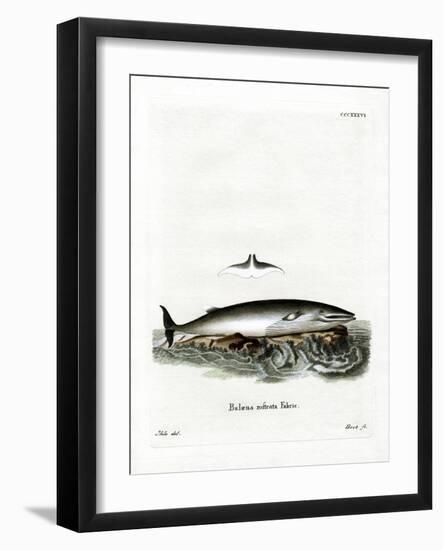 Minke Whale-null-Framed Giclee Print