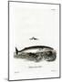 Minke Whale-null-Mounted Giclee Print