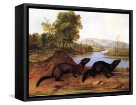 Minks, c.1848-null-Framed Stretched Canvas
