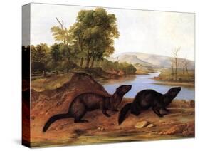 Minks, c.1848-null-Stretched Canvas
