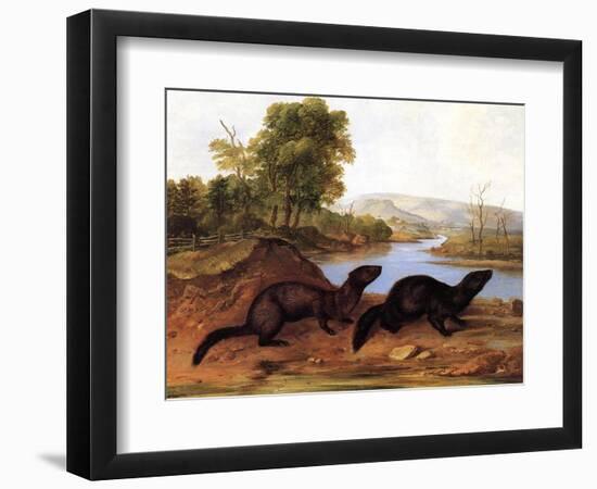 Minks, c.1848-null-Framed Premium Giclee Print