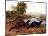 Minks, c.1848-null-Mounted Premium Giclee Print