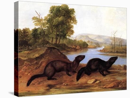 Minks, c.1848-null-Stretched Canvas