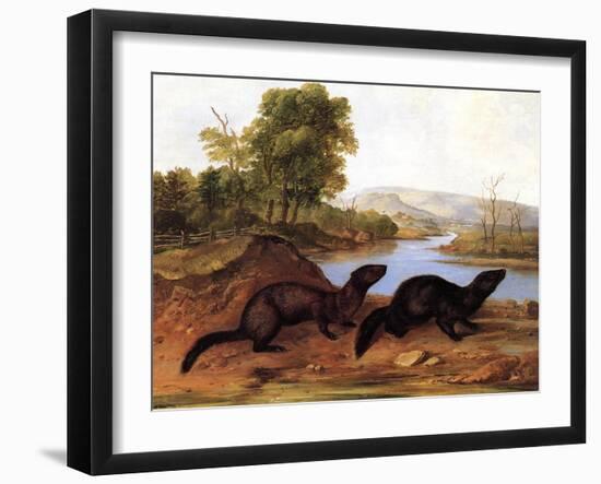 Minks, c.1848-null-Framed Giclee Print