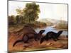 Minks, c.1848-null-Mounted Giclee Print