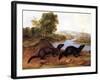 Minks, c.1848-null-Framed Giclee Print