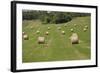 Minnesota. Dakota County, Rolled Bales of Hay in a Green Field-Bernard Friel-Framed Photographic Print