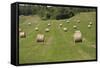 Minnesota. Dakota County, Rolled Bales of Hay in a Green Field-Bernard Friel-Framed Stretched Canvas