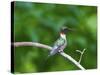 Minnesota, Mendota Heights, Cape May Warbler Perched on a Branch-Bernard Friel-Stretched Canvas